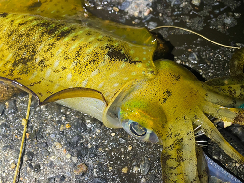 アオリイカの釣果