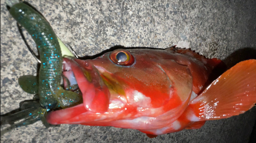 アカハタの釣果