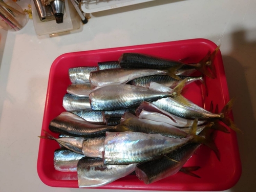 サバの釣果