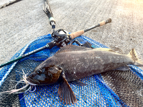 アイナメの釣果