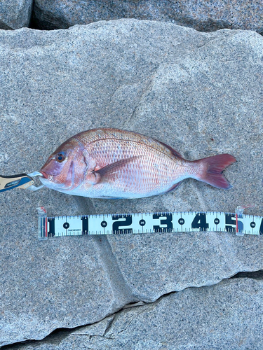 マダイの釣果