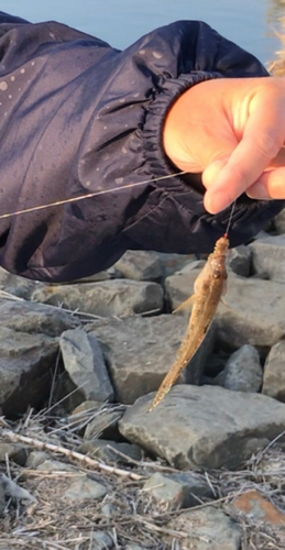 マハゼの釣果