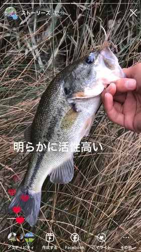 ブラックバスの釣果