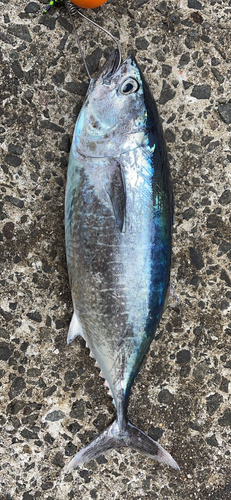 ヨコワの釣果