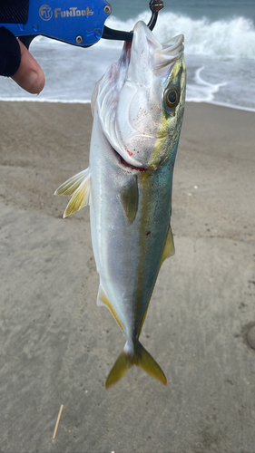 イナダの釣果