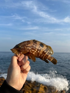 アコウの釣果