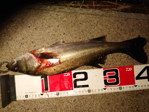 シーバスの釣果