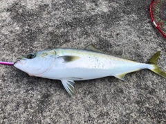 ハマチの釣果