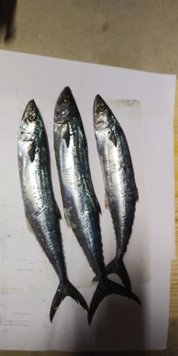 サゴシの釣果