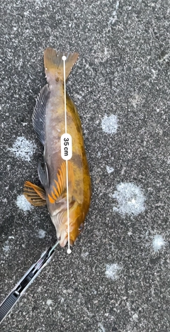 アイナメの釣果