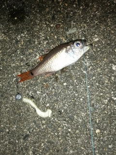 ネンブツダイの釣果