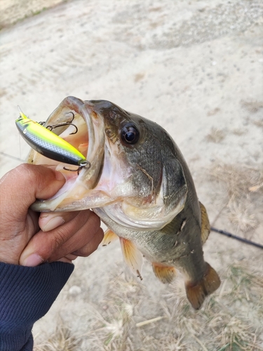 ラージマウスバスの釣果