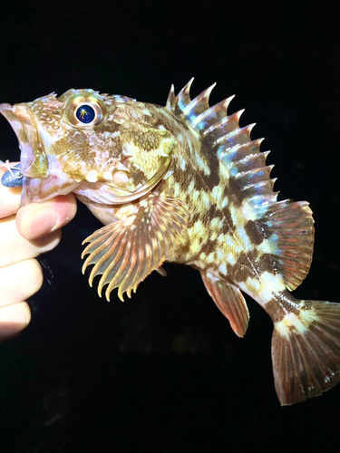 カサゴの釣果