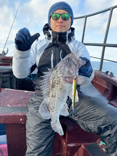 クロソイの釣果