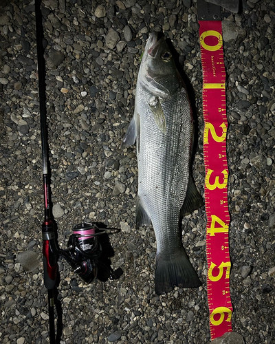 ヒラスズキの釣果