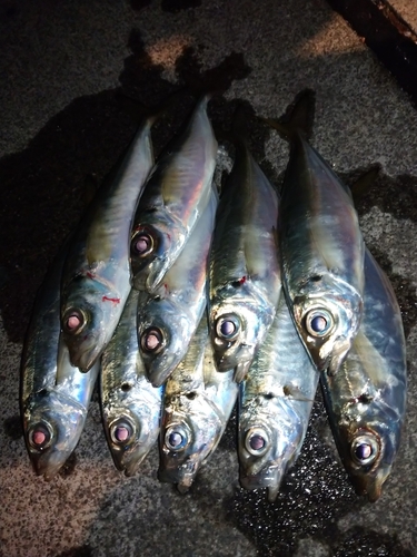 アジの釣果