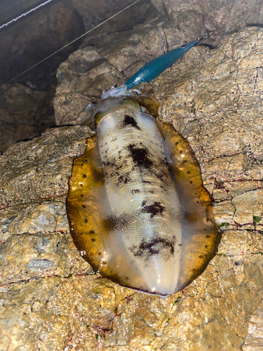 モイカの釣果