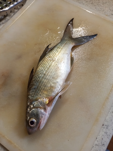 クチブトグレの釣果