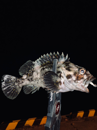 オウゴンムラソイの釣果