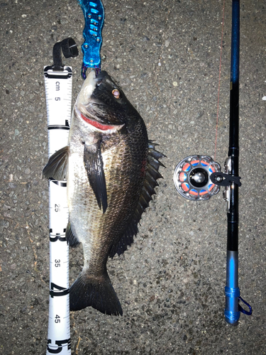 クロダイの釣果