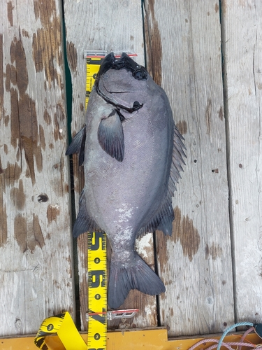 イシダイの釣果