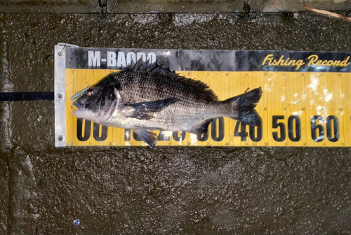 クロダイの釣果