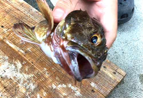 タケノコメバルの釣果