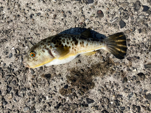 ショウサイフグの釣果