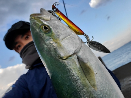 ブリの釣果