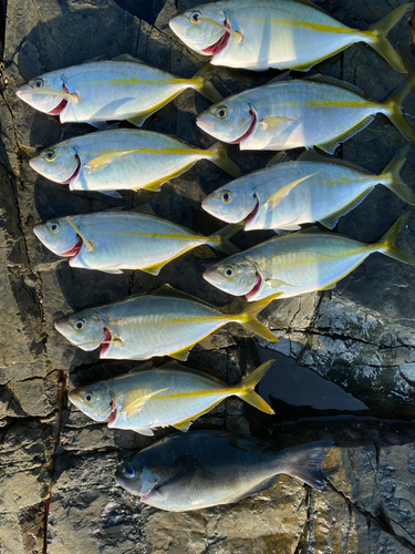 シマアジの釣果