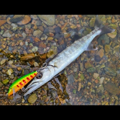 オニカマスの釣果