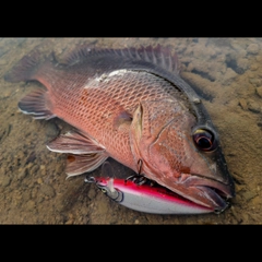 ゴマフエダイの釣果