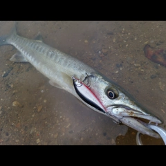 オニカマスの釣果