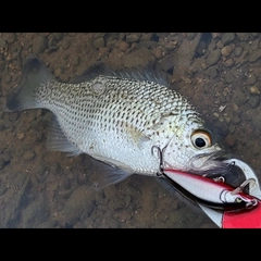 オオクチユゴイの釣果