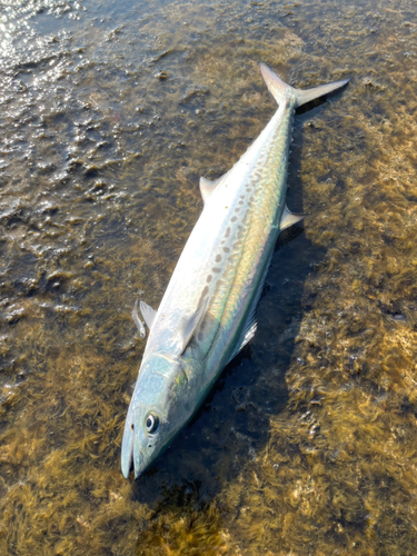 サゴシの釣果