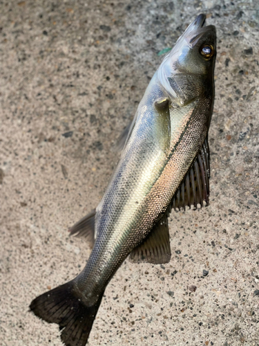 セイゴ（マルスズキ）の釣果