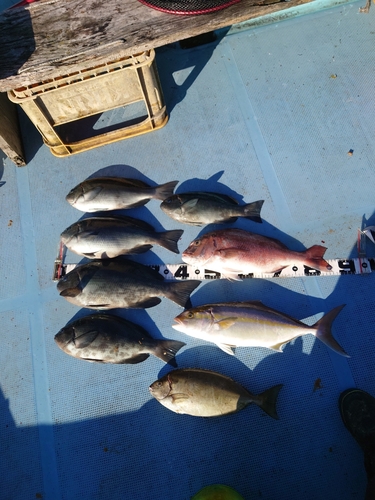 クチブトグレの釣果