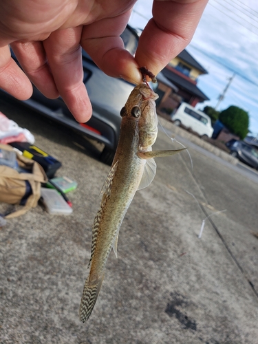 マハゼの釣果