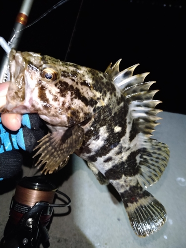 タケノコメバルの釣果