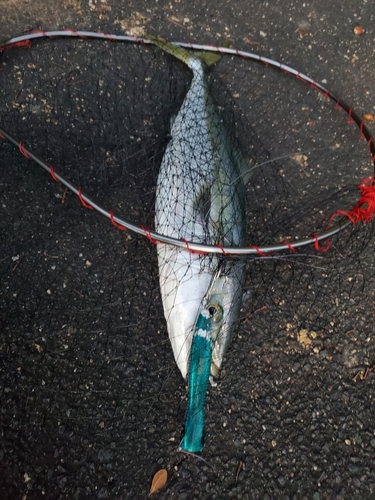 ハマチの釣果