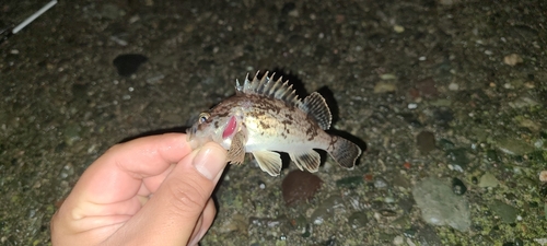 クロソイの釣果