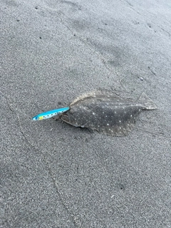 ソゲの釣果