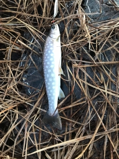 アメマスの釣果