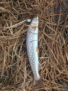 アメマスの釣果