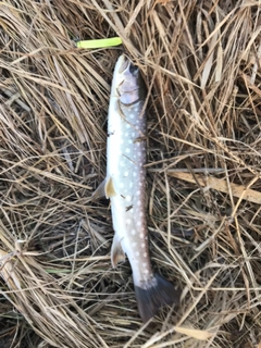 アメマスの釣果