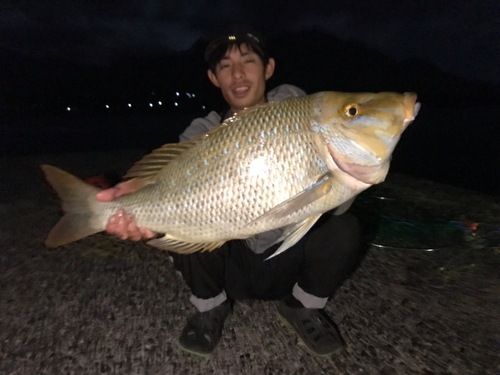 タマンの釣果