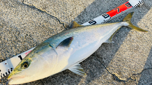 ブリの釣果