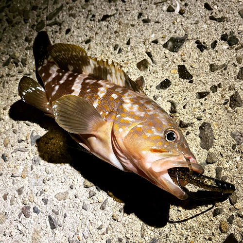 アコウの釣果