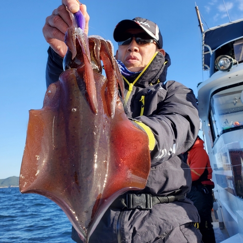 アオリイカの釣果