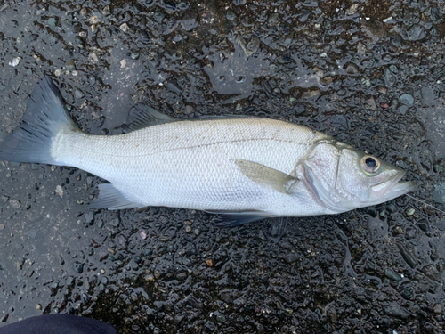 フッコ（ヒラスズキ）の釣果